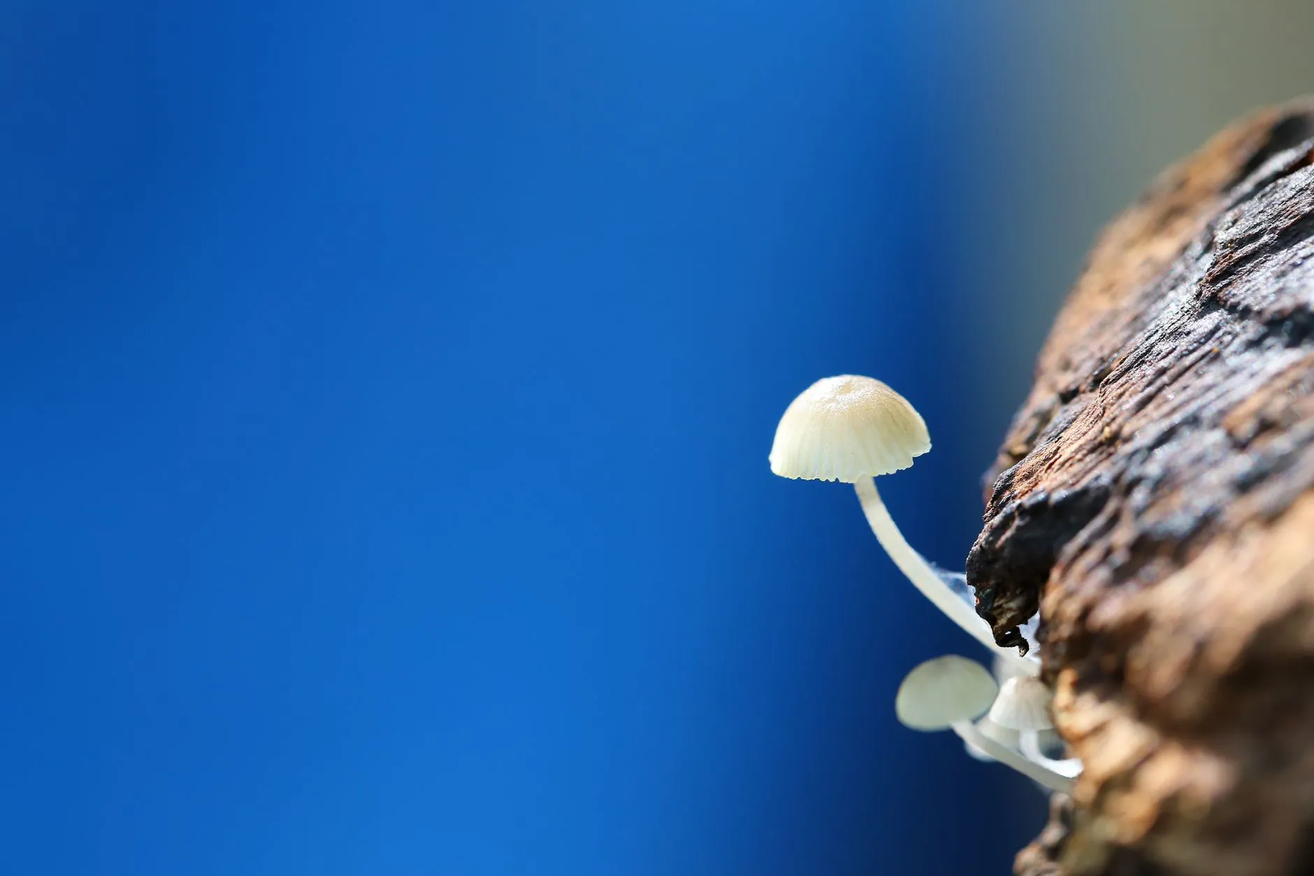 重庆粮油配送行业2025年食用油质量管控新趋势分析